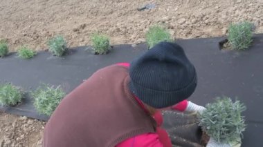 Genç bir kadın, hazır bir yataktaki tencereye lavanta yerleştiriyor ve toprağa bitki ekiyor..