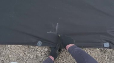 Bir adam tarlada çalışıyor, tarım liflerini kesiyor, yere çömleklerden lavanta ekiyor, Ukrayna 'da bir lavanta tarlası..