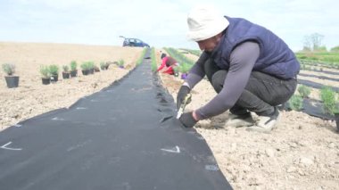 Bir adam tarlada çalışıyor, tarım liflerini kesiyor, yere çömleklerden lavanta ekiyor, Ukrayna 'da bir lavanta tarlası..