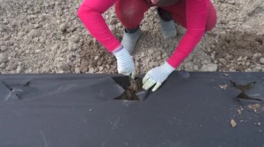 Bir kadın yerde bir çukur kazar, ki bu çukur agrofiberle kaplıdır, tarlada çalışır, tepeden bakar..
