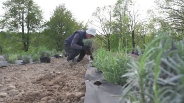 Bir adam, bir çaydanlıktan lavanta ekiyor. Ön planda, tarlada ve bahçede bir bahçıvanın işi..