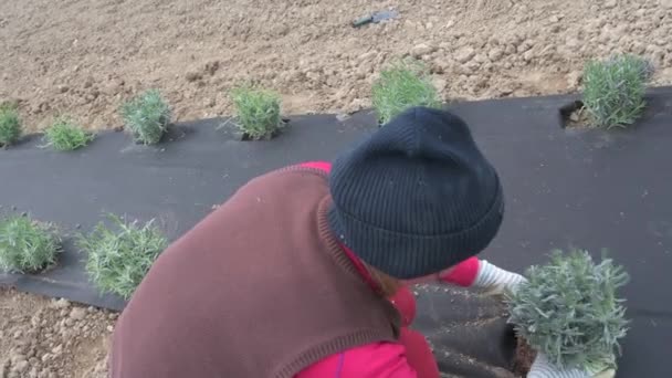 Una Joven Planta Lavanda Una Maceta Una Cama Preparada Plantando — Vídeos de Stock