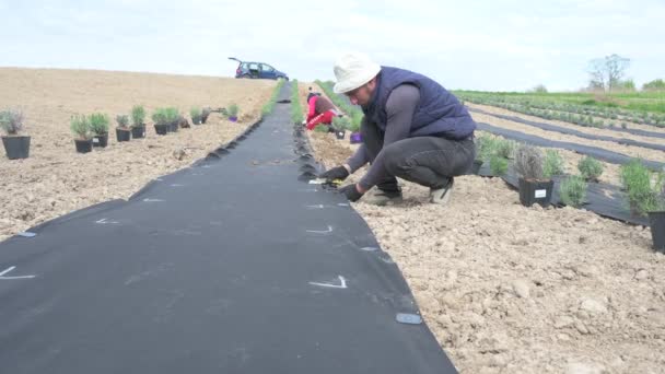 Egy Férfi Mezőn Dolgozik Agroszálakat Vág Levendulát Ültet Földbe Levendulamezőt — Stock videók