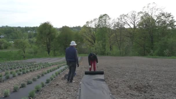 Hombre Una Mujer Desenrollan Agrofibra Distancia Correcta Suelo Para Plantar — Vídeos de Stock