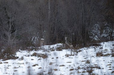 Vahşi keçiler ve geyikler Karpatlar 'daki karlı kış tarlalarında ormana doğru koşar.