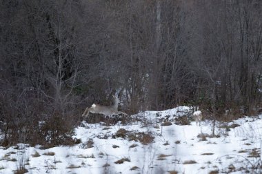 Vahşi keçiler ve geyikler Karpatlar 'daki karlı kış tarlalarında ormana doğru koşar.