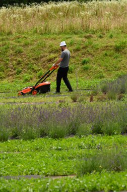 Lavanta tarlası ve bahçıvan çimenleri biçiyor ve lavanta tarlası, çim biçme makinesi ve bahçe işleriyle uğraşıyor..