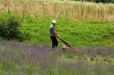 Lavanta tarlasına bakan bir adam çimleri elektrikli çim biçme makinesiyle biçer. Genç bir lavanta tarlası..