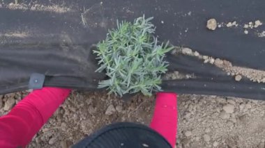 Genç bir kadın, hazır bir yataktaki tencereye lavanta yerleştiriyor ve toprağa bitki ekiyor..