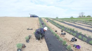 Bir adam lavanta dikmek için el matkabı kullanır, yatak siyah iplikle kaplıdır, bir park oluşturulur..
