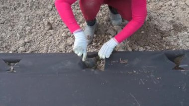 Bir kadın yerde bir çukur kazar, ki bu çukur agrofiberle kaplıdır, tarlada çalışır, tepeden bakar..