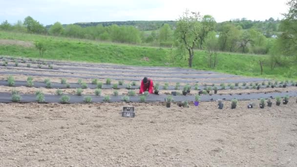Allmän Plan För Plantering Lavendel Ett Fält Ett Stort Fält — Stockvideo