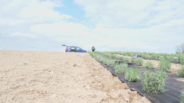 Man Carries Box Lavender Planting Ground Work Garden Spring — Stock Video