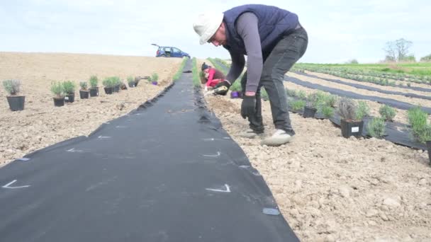 Homem Trabalha Campo Corta Agrofibra Plantando Lavanda Vasos Chão Campo — Vídeo de Stock