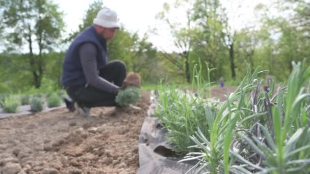 Plantează Lavandă Dintr Oală Pământ Prim Plan Lucrarea Unei Grădinițe — Videoclip de stoc