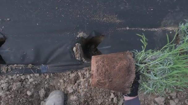 地面の鍋からラベンダーを植える男 畑と庭の庭師の仕事 — ストック動画