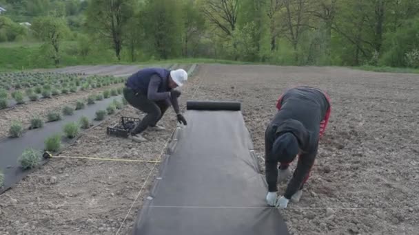 男と女がプラスチックの黒いペグを農業繊維に運転し それを地面に保つ一般的な計画 畑と庭の庭の庭師の仕事 — ストック動画