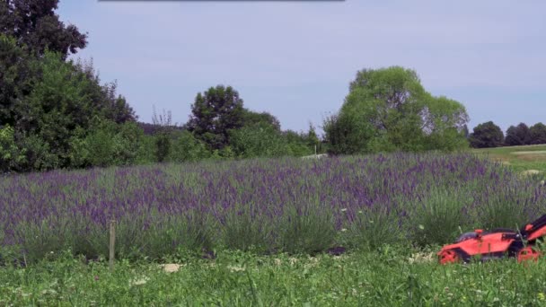 Ein Mann Mäht Den Rasen Einem Lavendelfeld Zwischen Blumenreihen Mit — Stockvideo