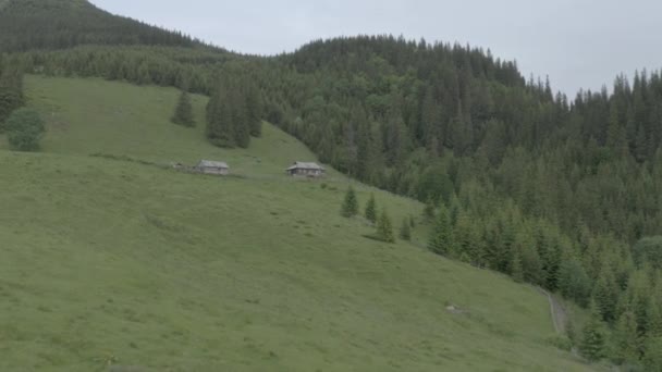 Eine Schaffarm Auf Einer Weide Hochland Der Karpaten — Stockvideo