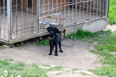 Çitin yanında küçük siyah bir köpek var. Zincirin üzerinde. Melez bir köpek..