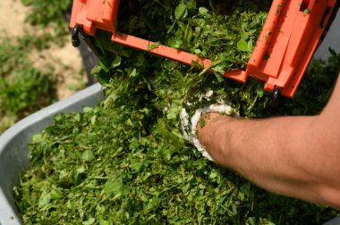 Bahçıvan sepetten el arabasına taze kesilmiş çimenler döker, sessizlik için küçük çimenler..