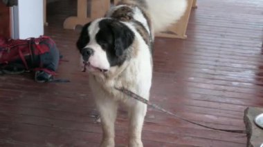 Bir St. Bernard tasmalı havlar, bir kurtarma köpeği