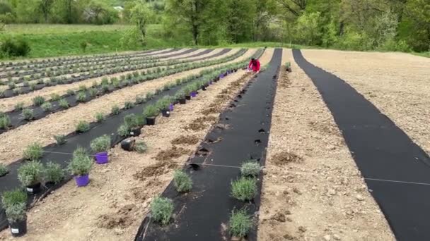 畑でラベンダーを植える人のカップル タイムラプス ラベンダー畑 労働者 雑草からのラベンダー間の農業繊維 — ストック動画
