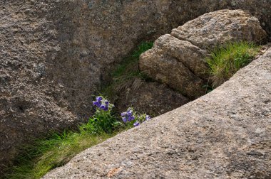 Campanula şeklindeki dağ çiçeği, dağlarda açan çiçekler..