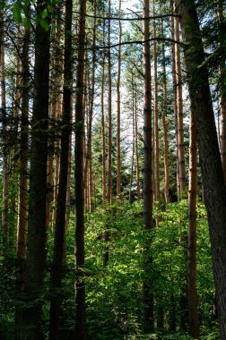 Ormandaki yüksek ağaç gövdeleri güneş tarafından aydınlatılmış, yaz mevsimi boyunca orman..