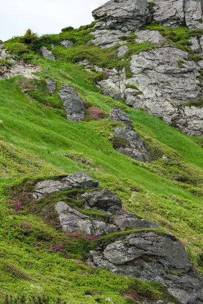 Ukrayna Karpatları 'ndaki Ukhaty Kamin dağının zirvesi altındaki Rododendronlar, Karpatlar' daki rododendronların çiçek açtığı mevsim..
