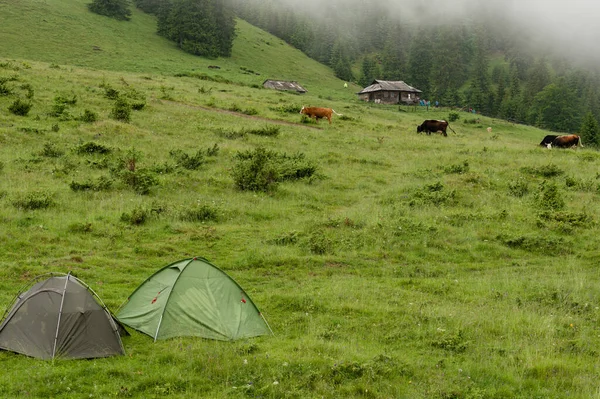 Two tents on a meadow in the mountains, it is raining and foggy, rest in tents.