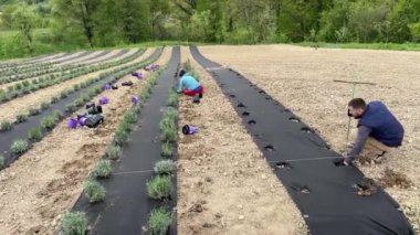 Bir adam, lavanta dikmek ve lavanta dikmek için el matkabıyla yerde bir delik açar..