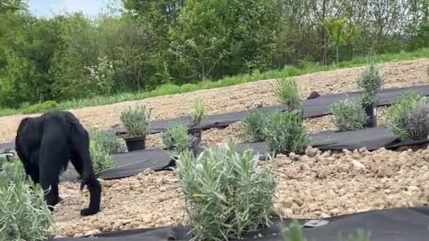 Couple People Planting Lavender Field Lavender Field Timelapse Workers Agro — Stock Video