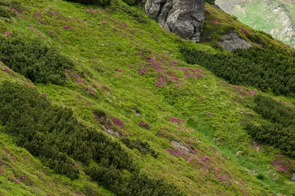 Rhododendron Toppen Ukhaty Kamin Berget Ukraina Karpaterna Den Blomstrande Säsongen Stockbild