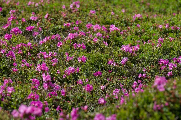 Łąka Górach Rododendronowymi Kwiatami Kwitnący Sezon Rododendronów Górach Obraz Stockowy