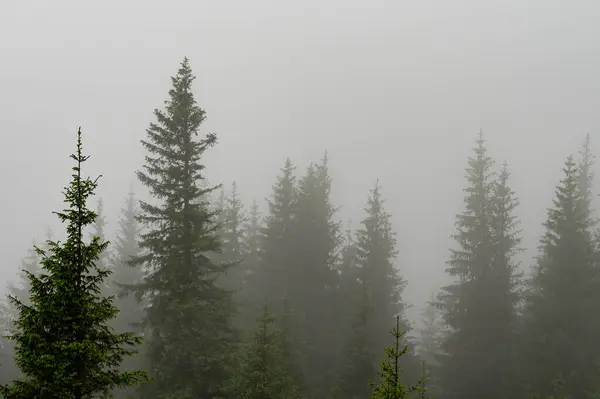 Forêt Dans Brouillard Matin Pluvieux Brumeux Dans Les Montagnes Évaporation Image En Vente