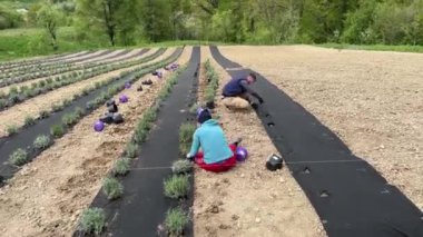 Bir adam yerde lavanta dikmek için bir el matkabı ve lavanta dikmek için bir delik açar. Birkaç kişi lavanta ekiyor. Bir tarlaya, lavanta tarlasına ve işçilere..