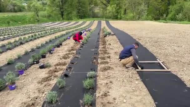 Couple People Planting Lavender Field Timelapse Lavender Field Workers Agro — Stock Video