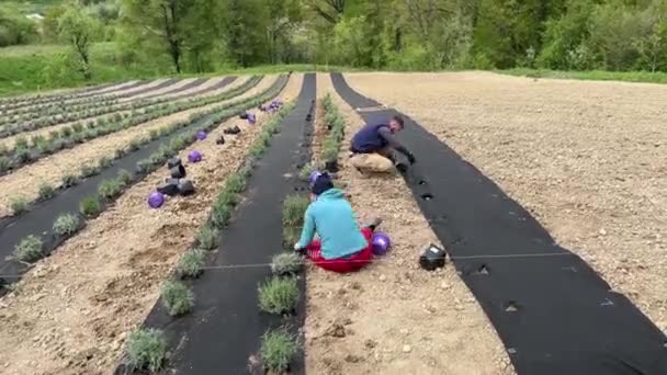 Man Makes Hole Ground Hand Drill Planting Lavender Hand Planting — Stock Video