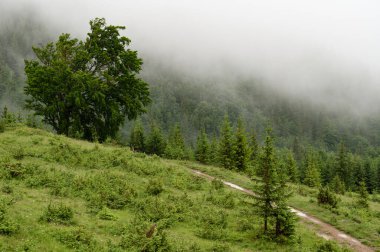 Dağların arka planında büyük bir ağaç, yaz boyunca Karpat Dağları.