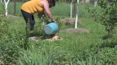 Bir kadın yaban mersini çalılarının altına talaş döker, çalılara nem tutmak için talaş döker..