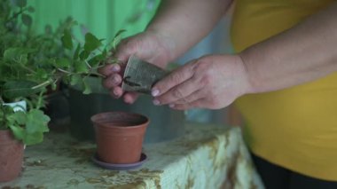 Bir kadın plastik bardaktan saksıyı daha büyük bir saksıya naklediyor. Kapalı saksıları naklediyor..