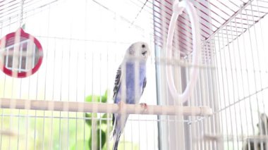Bir papağan kafeste oturur ve gagasını ve dilini oynatır. Kafesteki tüylü bir papağan..