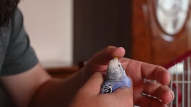 Dalgalı mavi papağan sahibini parmaklarından ısırır. Adam papağanı ellerine ve ev hayatına alıştırır..