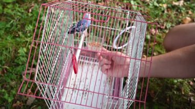 Bir adam bir papağana yem olarak tahıl veriyor ve onu besliyor, sokakta papağanı olan bir kafes..