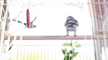 Kafesteki sopada oturan bir papağan, muhabbet kuşu, kafesteki bir papağan..