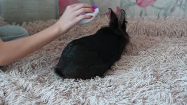 Özel bir fırçayla evcil bir tavşanı dövüştüren genç bir kız evcil hayvanıyla ilgilenir..