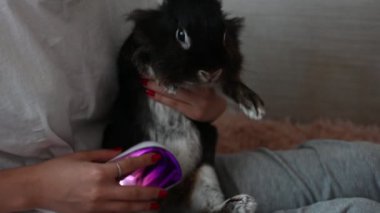 Özel bir fırçayla evcil bir tavşanı dövüştüren genç bir kız evcil hayvanıyla ilgilenir..