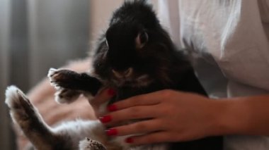 Bir kız tavşanla yatakta oturur ve tarar, dekoratif siyah bir tavşana evde bakar..