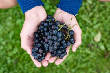 Taze, olgun üzümleri yeşil çimenli arka planda tutan eller..